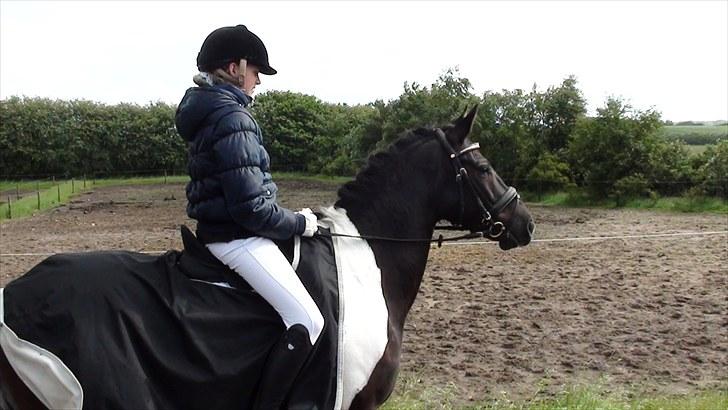 Pinto Jupiter RIP billede 4