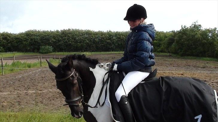 Pinto Jupiter RIP billede 5