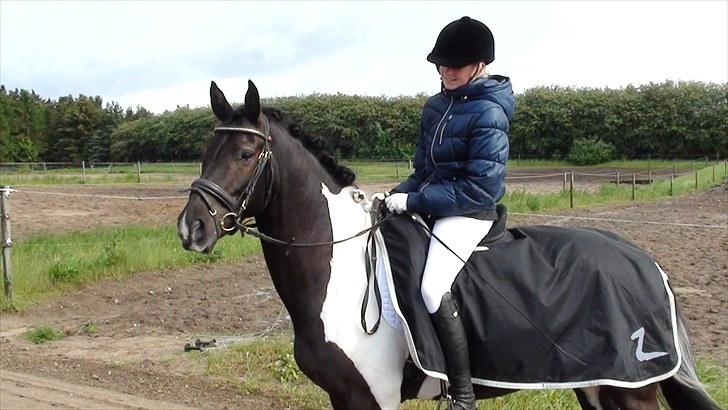 Pinto Jupiter RIP billede 6