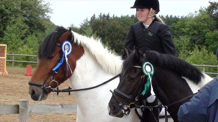 Pinto Jupiter RIP - 2009 billede 7