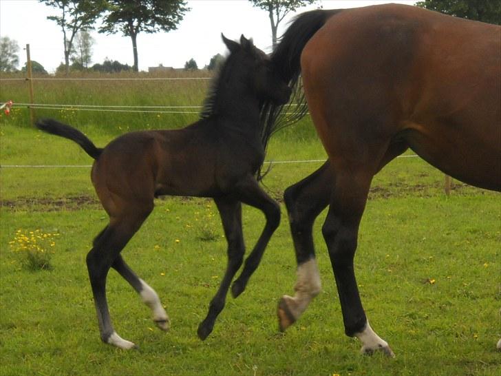Dansk Varmblod AMMENDRUP NYGÅRD'S FANCY billede 7