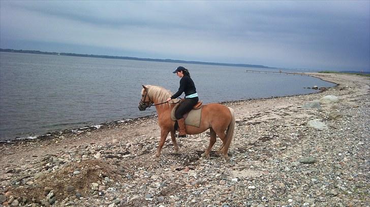 Haflinger Debbie - I vandet???? Nej tak!! billede 13