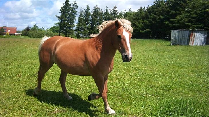 Haflinger Debbie - Lunte tøsen, der ikke vil fanges!!! billede 14
