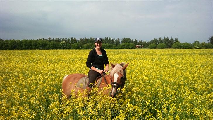 Haflinger Debbie - Lidt et "forbudt" billede, men pænt er det sgu!! billede 15
