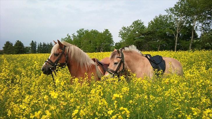 Haflinger Debbie - Sommer 2010, fantastiks dejlige Knold og konen Debbie!!! billede 16