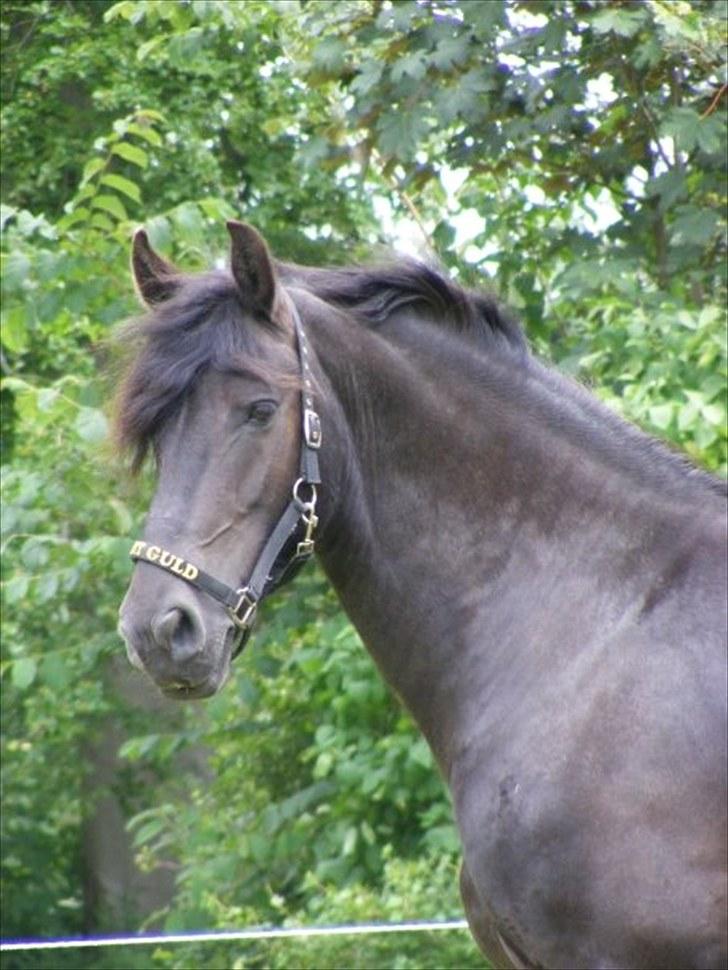 Frieser Bink billede 16