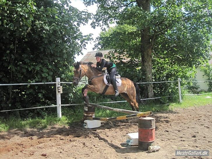New Forest Rozannas Violet - 80cm. Foto: Cathrina<3 billede 18