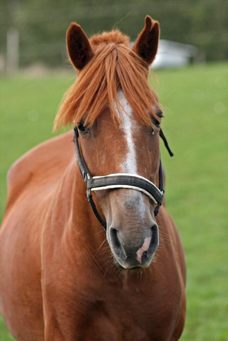 Anden særlig race Destiny billede 1