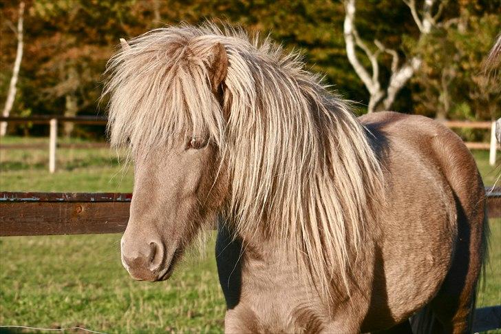 Islænder Kiljan - Lige fyldt 2 år billede 1