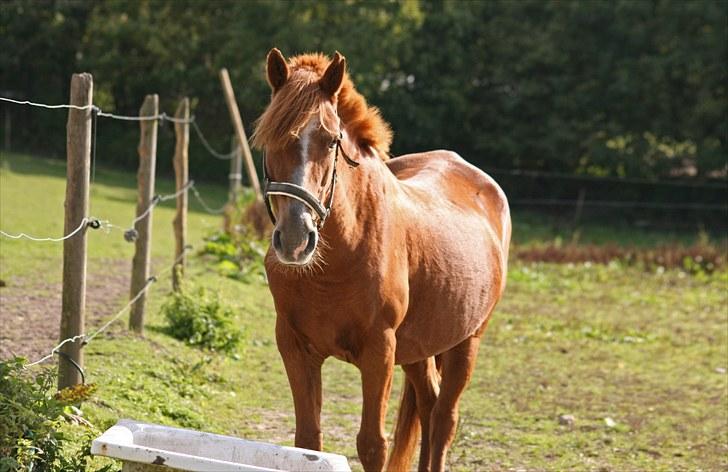 Anden særlig race Destiny billede 15