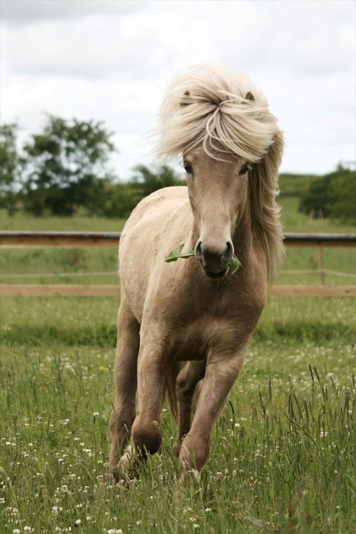 Islænder Kiljan - 1,5 år billede 2