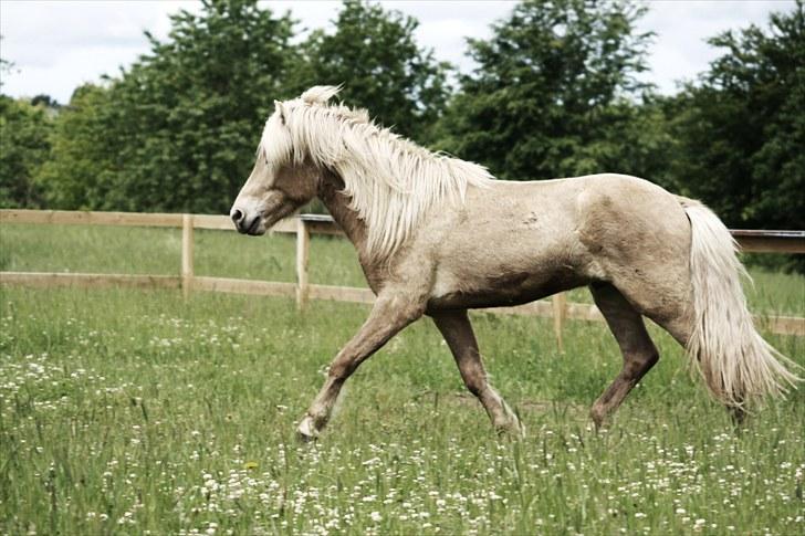 Islænder Kiljan - 1,5 år billede 3