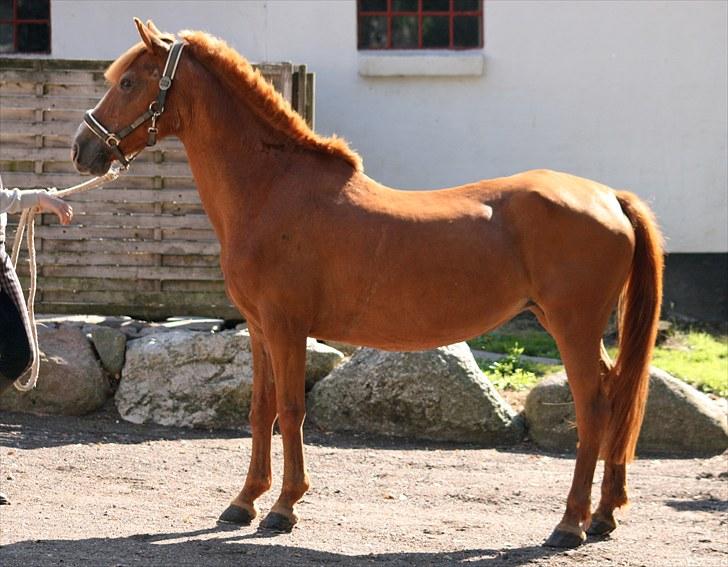 Anden særlig race Destiny billede 17