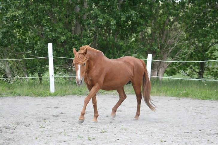 Anden særlig race Destiny billede 18