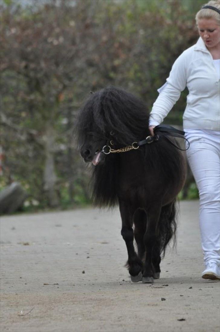 Shetlænder Wibi v.d lage haar SOLGT - hingste kåring 2010 foto:shadyacres.dk billede 16