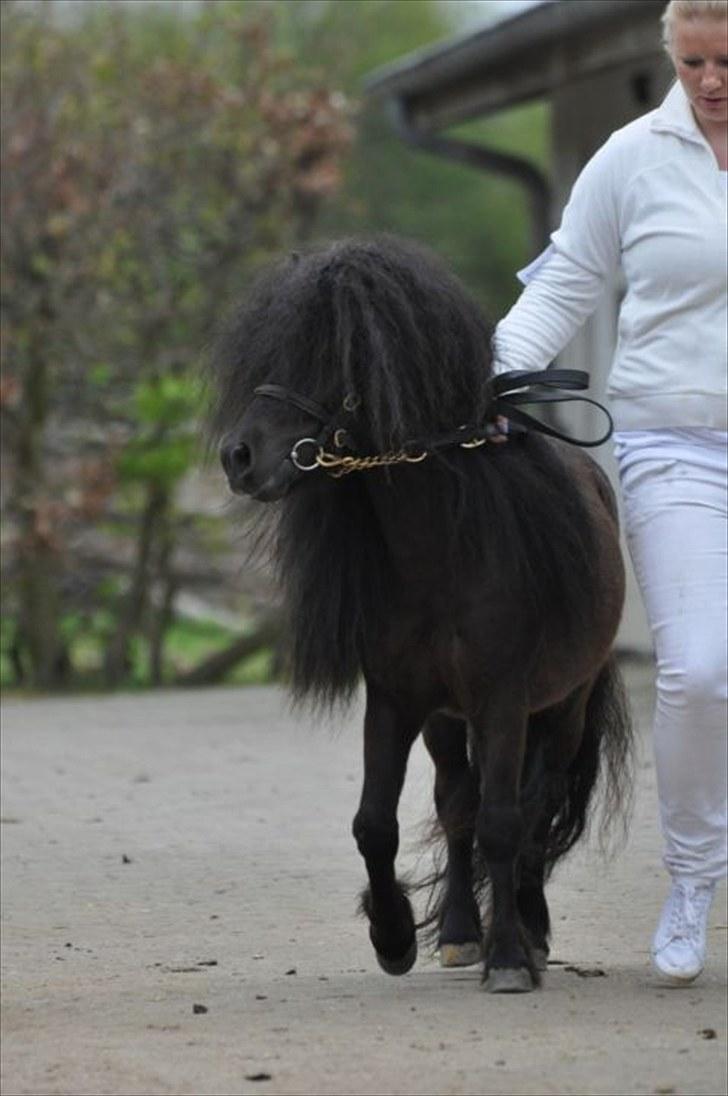 Shetlænder Wibi v.d lage haar SOLGT - hingste kåring 2010 foto:shadyacres.dk billede 17