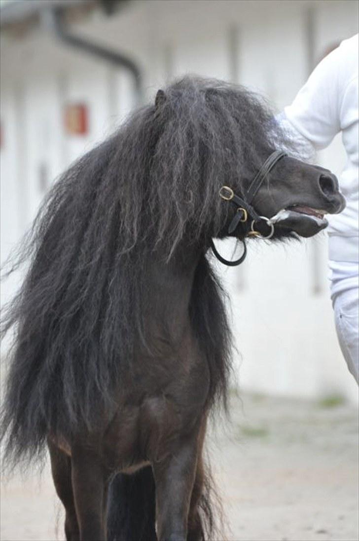 Shetlænder Wibi v.d lage haar SOLGT - hingste kåring 2010 foto:shadyacres.dk billede 18