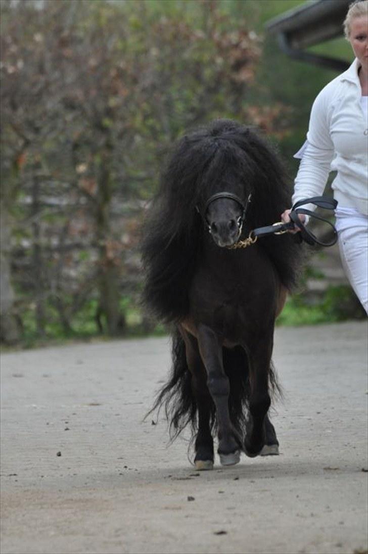 Shetlænder Wibi v.d lage haar SOLGT - hingste kåring 2010 foto:shadyacres.dk billede 19