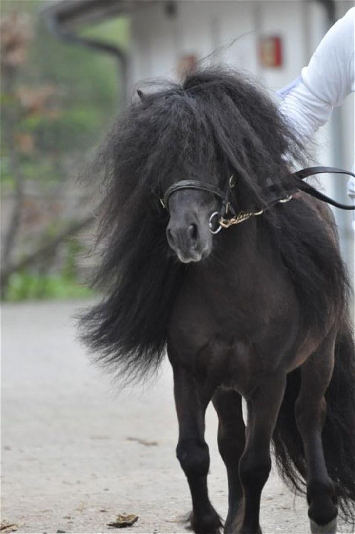 Shetlænder Wibi v.d lage haar SOLGT - hingste kåring 2010 foto:shadyacres.dk billede 20