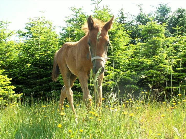 Anden særlig race SG Dusty Dakota - Juni 2010  billede 10