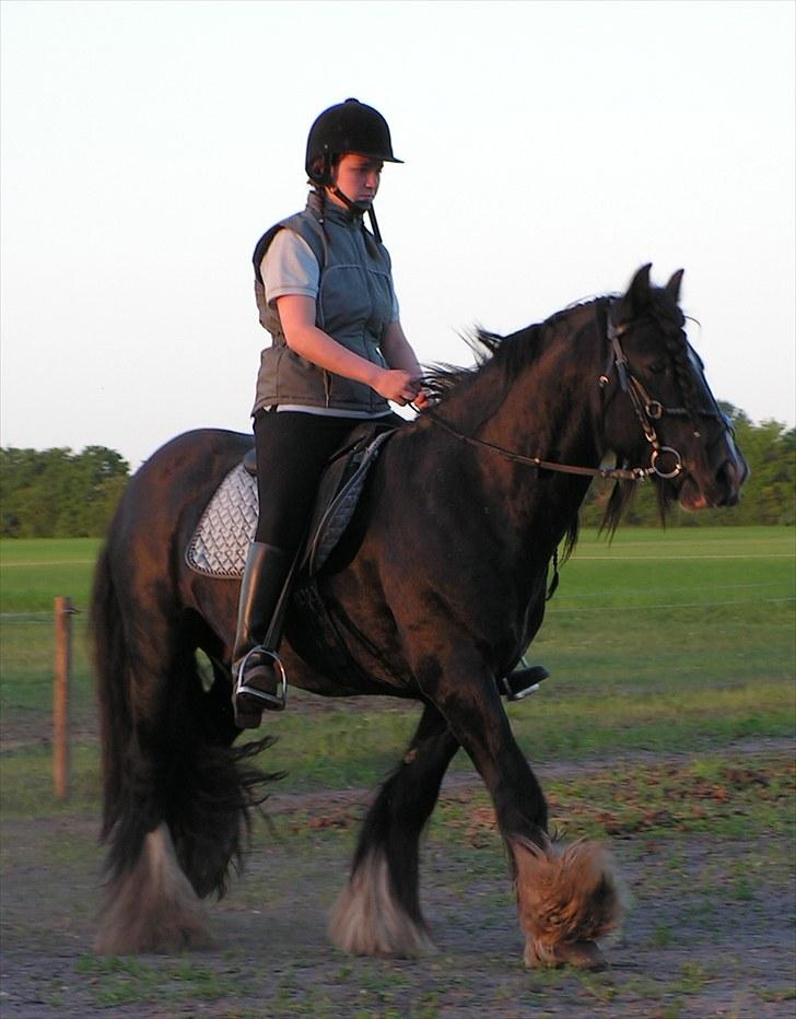 Irish Cob W. W. Wallace (R.I.P) billede 15