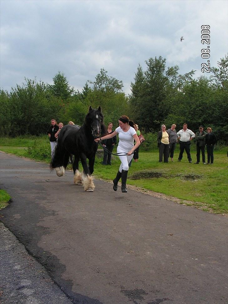 Irish Cob W. W. Wallace (R.I.P) billede 18