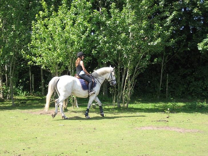 Anden særlig race Max - Solgt. billede 10