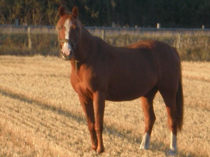 Irsk Sportspony Sweet Rosie O'Grady ( Rosie) [Savnet meget ] - Velkommen til  Rosie´s profil . INGEN BILLEDER MÅ KOPIRERS... billede 1