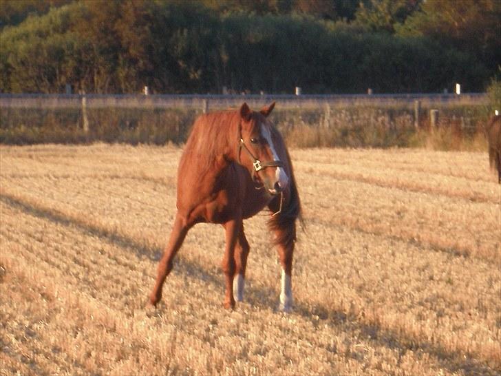 Irsk Sportspony Sweet Rosie O'Grady ( Rosie) [Savnet meget ] billede 2