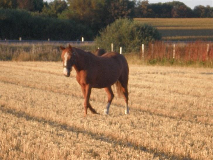 Irsk Sportspony Sweet Rosie O'Grady ( Rosie) [Savnet meget ] billede 3