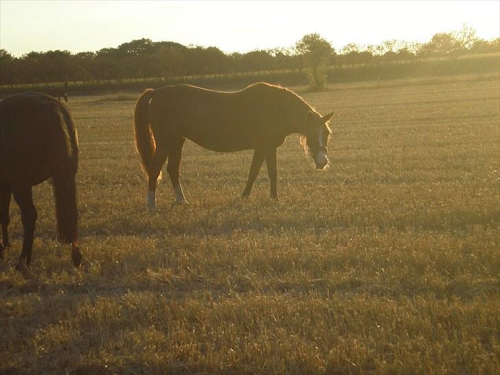 Irsk Sportspony Sweet Rosie O'Grady ( Rosie) [Savnet meget ] billede 4