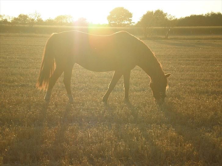 Irsk Sportspony Sweet Rosie O'Grady ( Rosie) [Savnet meget ] billede 5