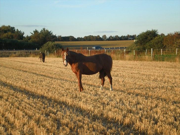 Irsk Sportspony Sweet Rosie O'Grady ( Rosie) [Savnet meget ] billede 6