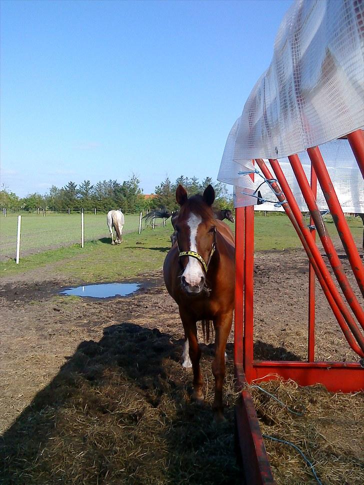 Irsk Sportspony Sweet Rosie O'Grady ( Rosie) [Savnet meget ] billede 7