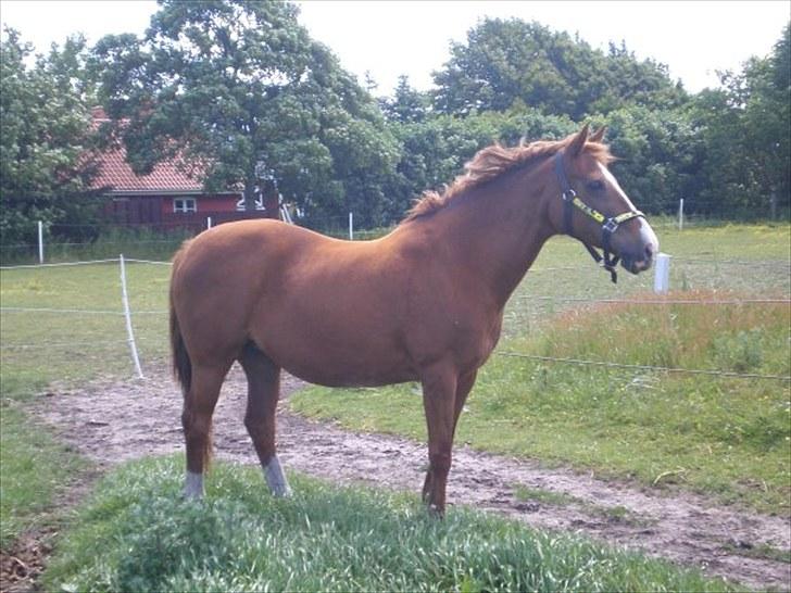 Irsk Sportspony Sweet Rosie O'Grady ( Rosie) [Savnet meget ] billede 8