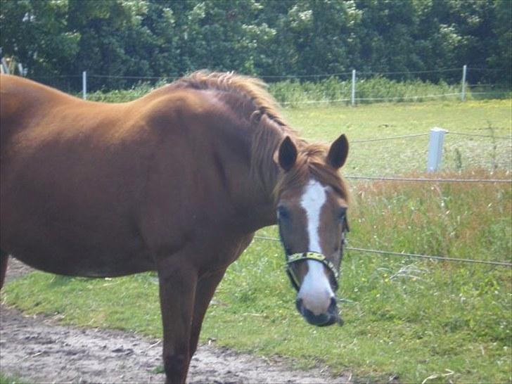 Irsk Sportspony Sweet Rosie O'Grady ( Rosie) [Savnet meget ] billede 9