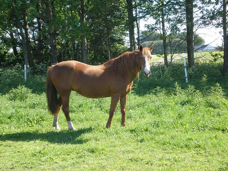 Irsk Sportspony Sweet Rosie O'Grady ( Rosie) [Savnet meget ] billede 10