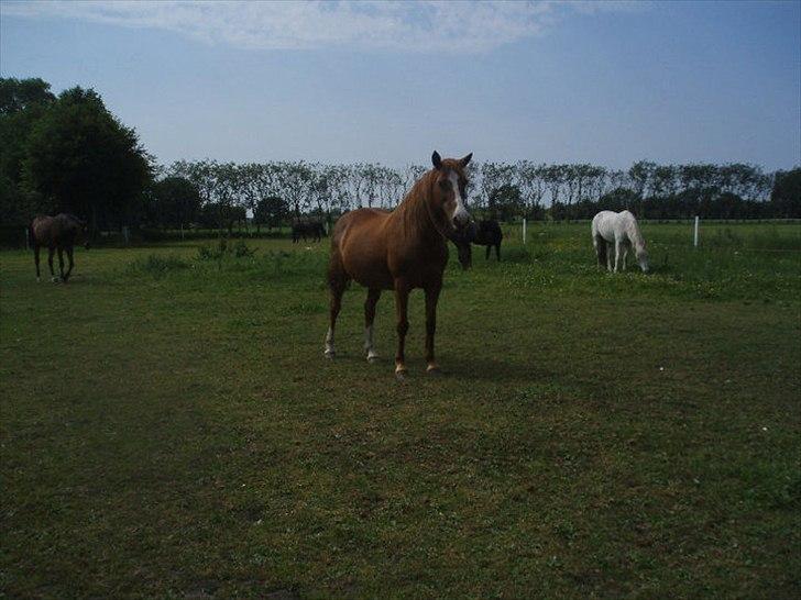 Irsk Sportspony Sweet Rosie O'Grady ( Rosie) [Savnet meget ] - det sidst billed Rosies ejere har taget. billede 11