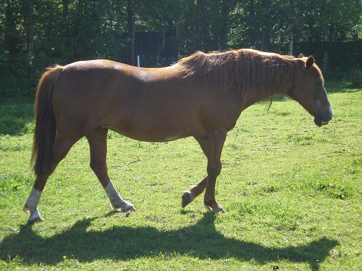 Irsk Sportspony Sweet Rosie O'Grady ( Rosie) [Savnet meget ] billede 12