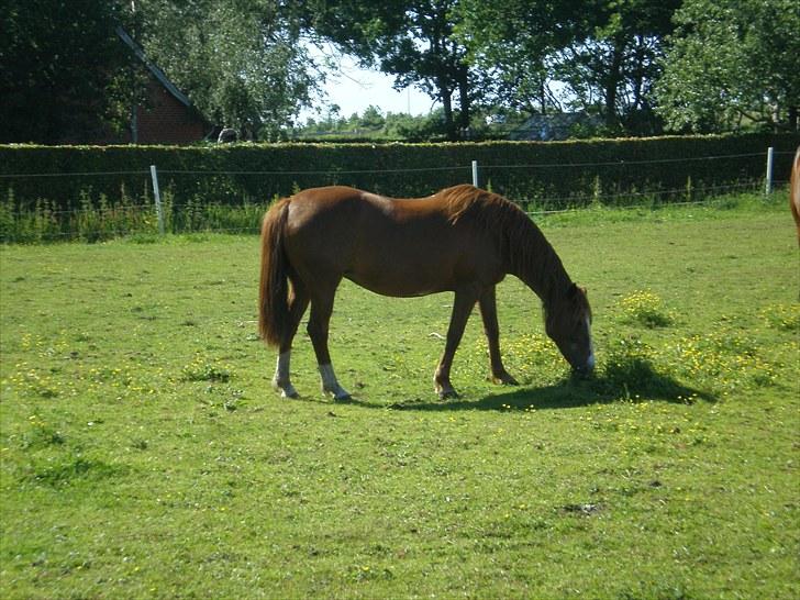 Irsk Sportspony Sweet Rosie O'Grady ( Rosie) [Savnet meget ] billede 13