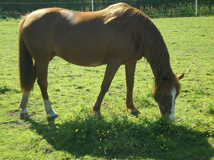 Irsk Sportspony Sweet Rosie O'Grady ( Rosie) [Savnet meget ] billede 14