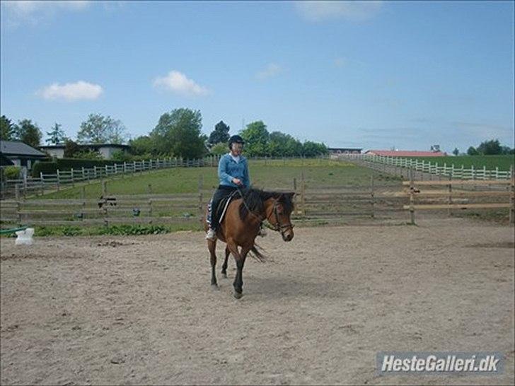 Anden særlig race Pretty Princess SOLGT billede 10