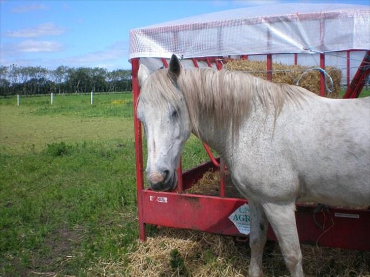 Connemara Hedegården's Sultan  [SAVNET UBESKRIVELIGT MEGET] - Velkommen til Sultan's profil billede 1