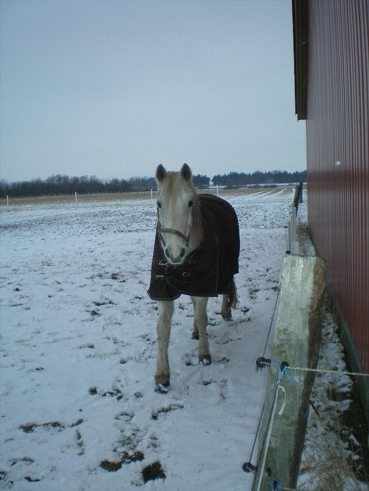 Connemara Hedegården's Sultan  [SAVNET UBESKRIVELIGT MEGET] - dejlige sulle i vinteres han er bare for lækker<3 billede 9