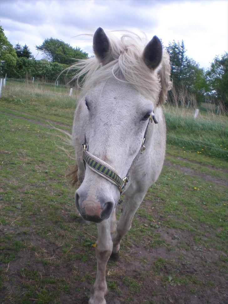 Connemara Hedegården's Sultan  [SAVNET UBESKRIVELIGT MEGET] - taget  d. 15-05-11 billede 13