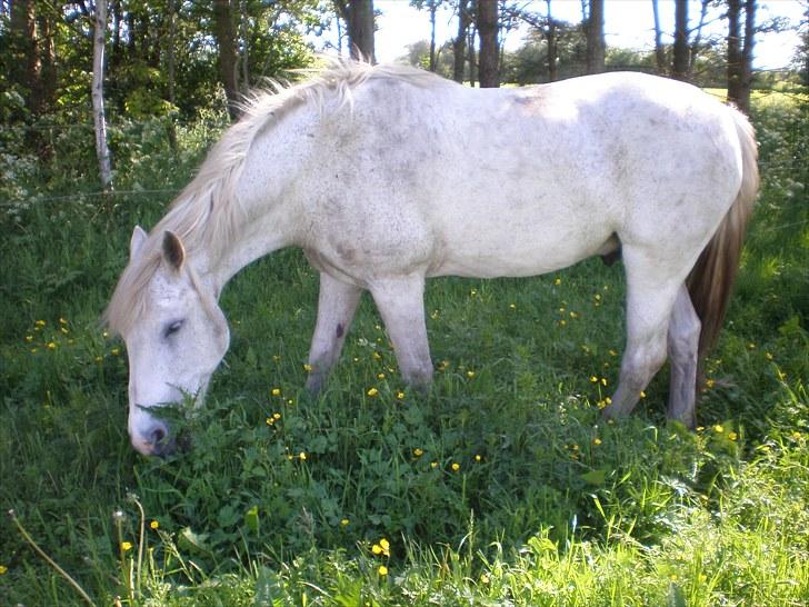 Connemara Hedegården's Sultan  [SAVNET UBESKRIVELIGT MEGET] billede 16
