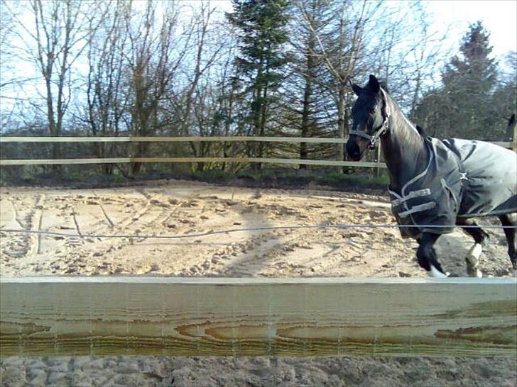 Dansk Varmblod Primavera IV F billede 1