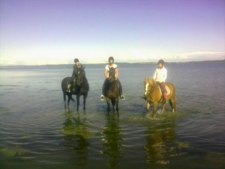 Oldenborg Bell af Vodagergård - Vores tur på stranden d 21/6-2010 for første gang :-) Hun elskede det da hun først kom i vandet :-) billede 12