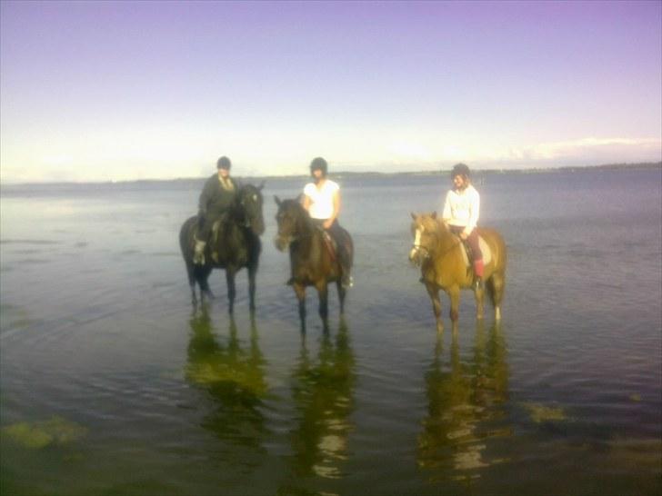Oldenborg Bell af Vodagergård - Et mere.. Fra venstre Bell og jeg, Nelle og Helle og Ferrari og Cille :-) billede 13