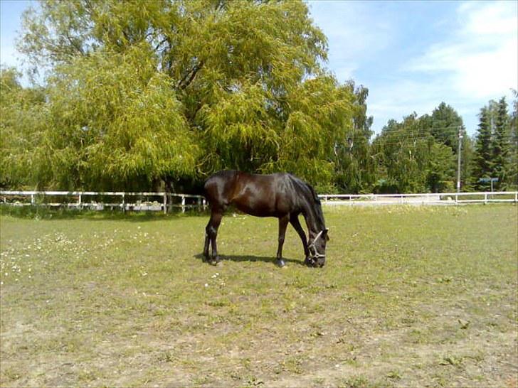 Dansk Varmblod Primavera IV F billede 2